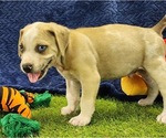 Small #11 Catahoula Leopard Dog