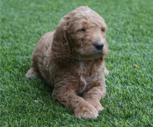 Goldendoodle Puppy for sale in GILBERT, AZ, USA