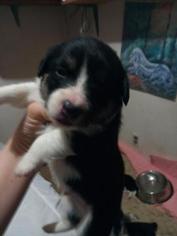 Border Collie-Pembroke Welsh Corgi Mix Puppy for sale in ORCHARD, CO, USA