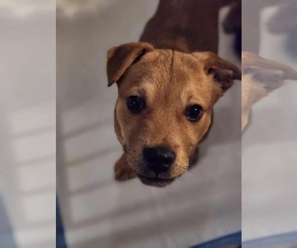 Medium Photo #2 English Mastweiler Puppy For Sale in Oro Medonte, Ontario, Canada