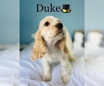 Small Photo #1 Cocker Spaniel Puppy For Sale in COOKEVILLE, TN, USA