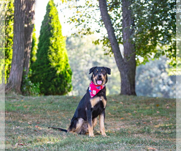 Medium Photo #2 German Shepherd Dog-Unknown Mix Puppy For Sale in Unionville, PA, USA