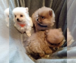 Pomeranian Puppy for sale in HILLSBORO, OH, USA