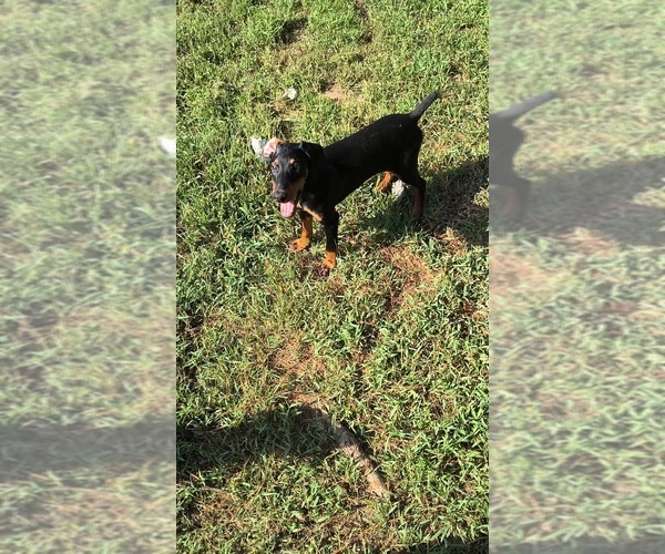 Medium Photo #8 Doberman Pinscher Puppy For Sale in KELLYTON, AL, USA