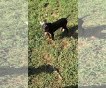 Small #7 Doberman Pinscher