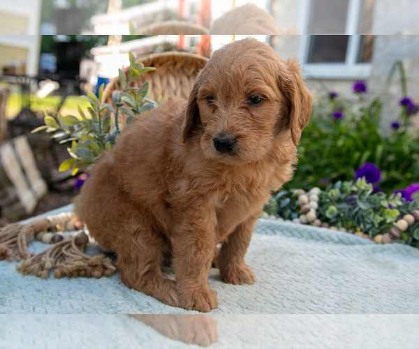 Medium Photo #31 Goldendoodle Puppy For Sale in KIRKWOOD, PA, USA