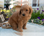 Small Photo #31 Goldendoodle Puppy For Sale in KIRKWOOD, PA, USA