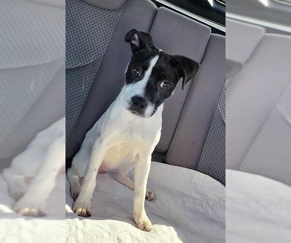 Medium Photo #2 Labrador Retriever-Unknown Mix Puppy For Sale in San Antonio, TX, USA