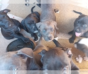 American Bully-American Pit Bull Terrier Mix Puppy for sale in SUN VALLEY, NV, USA