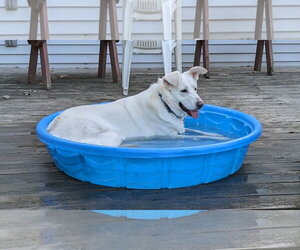Winnie - Female Labsky Dog for Adoption - Photo #2