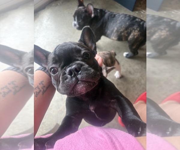 Medium Photo #5 French Bulldog Puppy For Sale in YORKTOWN, IN, USA