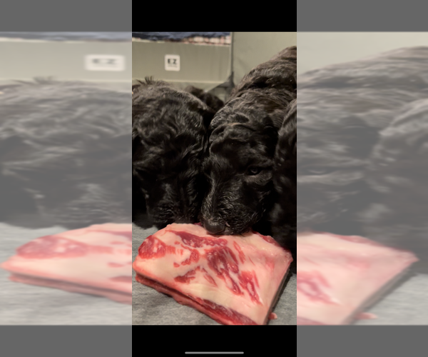 Medium Photo #6 Poodle (Standard) Puppy For Sale in SHORELINE, WA, USA
