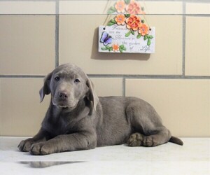Labrador Retriever Puppy for sale in APPLE CREEK, OH, USA