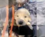 Small Photo #2 Golden Retriever Puppy For Sale in TUALATIN, OR, USA