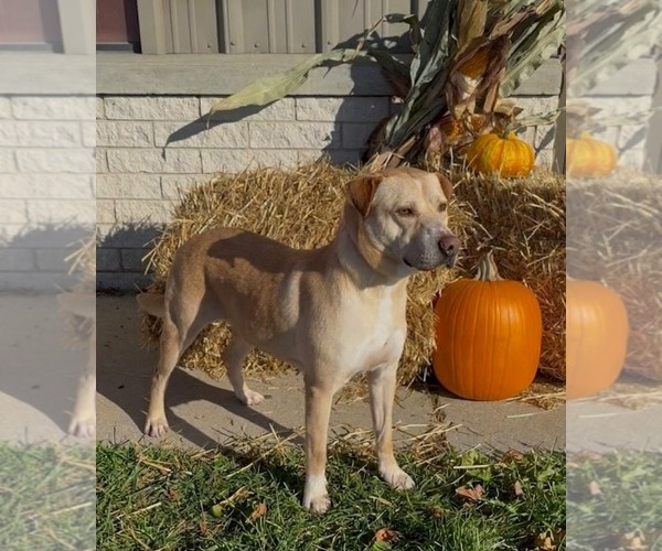 Medium Photo #2 Labrador Retriever-Unknown Mix Puppy For Sale in Genesee, WI, USA