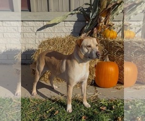 **BRUISER** - Male Labrador Retriever-Unknown Mix Dog for Adoption - Photo #2