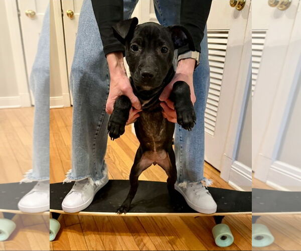 Medium Photo #4 American Pit Bull Terrier-American Staffordshire Terrier Mix Puppy For Sale in Chester, VA, USA