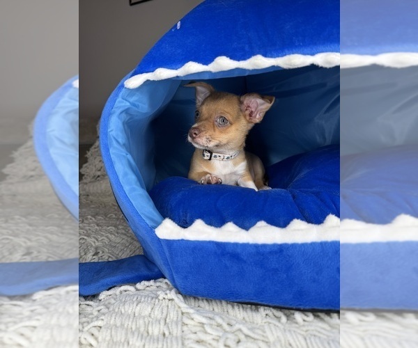 Medium Photo #8 Chihuahua Puppy For Sale in MATTHEWS, NC, USA