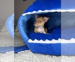 Small #7 Chihuahua
