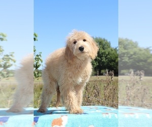 Goldendoodle Puppy for sale in UNION CITY, TN, USA