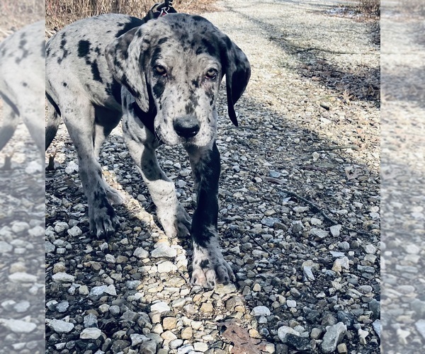 Medium Photo #9 Great Dane Puppy For Sale in COLUMBUS, OH, USA