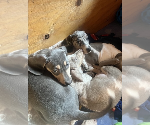 Medium Photo #109 Dachshund Puppy For Sale in LAKEBAY, WA, USA