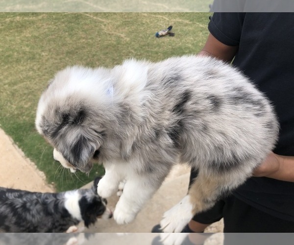 Medium Photo #3 Australian Shepherd Puppy For Sale in LUBBOCK, TX, USA