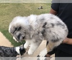 Small Photo #3 Australian Shepherd Puppy For Sale in LUBBOCK, TX, USA