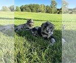 Small Photo #21 Goldendoodle Puppy For Sale in ALLENDALE, MI, USA