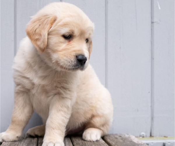 Medium Photo #3 Golden Retriever Puppy For Sale in TEWKSBURY, MA, USA