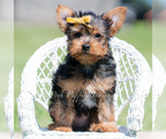 Puppy Cooper Yorkshire Terrier