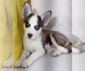 Siberian Husky Puppy for Sale in MOUNT AYR, Iowa USA