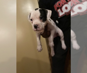 American Bully Puppy for Sale in SOMERVILLE, Texas USA