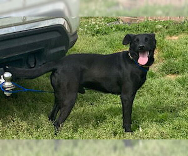 Medium Photo #6 Australian Kelpie-Labrador Retriever Mix Puppy For Sale in Attalka, AL, USA