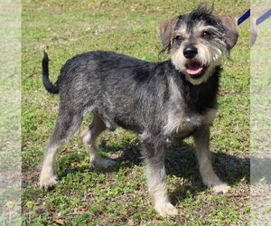 Mutt Dogs for adoption in Prattville, AL, USA