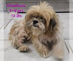 Small Shih Tzu Mix