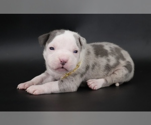 American Bully Puppy for sale in CHAMPAIGN, IL, USA