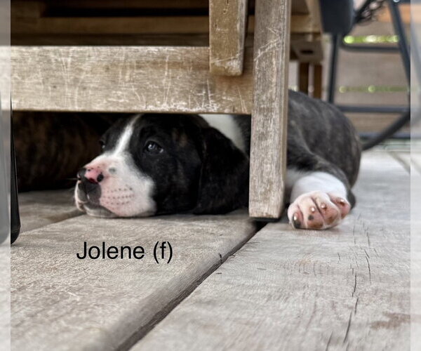 Medium Photo #2 Mutt Puppy For Sale in Wenonah, NJ, USA