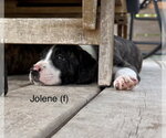 Small #1 Mutt