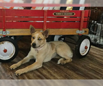 Small #3 Mutt