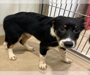 Border Collie Dogs for adoption in Derwood, MD, USA