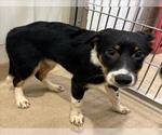 *RED - Female Border Collie Dog for Adoption - Small photo