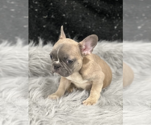 Medium Photo #3 French Bulldog Puppy For Sale in WEST COLUMBIA, SC, USA