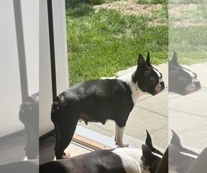 Mother of the Boston Terrier puppies born on 05/25/2026