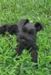Small Photo #1 Schnauzer (Miniature) Puppy For Sale in STEDMAN, NC, USA