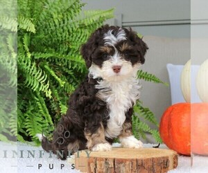 Bernedoodle (Miniature) Puppy for sale in NARVON, PA, USA