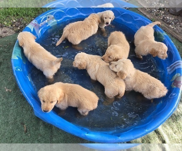 Medium Photo #4 Golden Retriever Puppy For Sale in MINNEAPOLIS, MN, USA