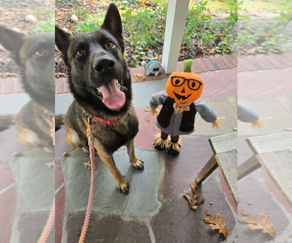 Medium Photo #1 German Shepherd Dog-Unknown Mix Puppy For Sale in Imlay City, MI, USA