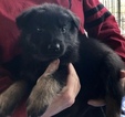 Small Photo #18 German Shepherd Dog Puppy For Sale in NEW BRAUNFELS, TX, USA