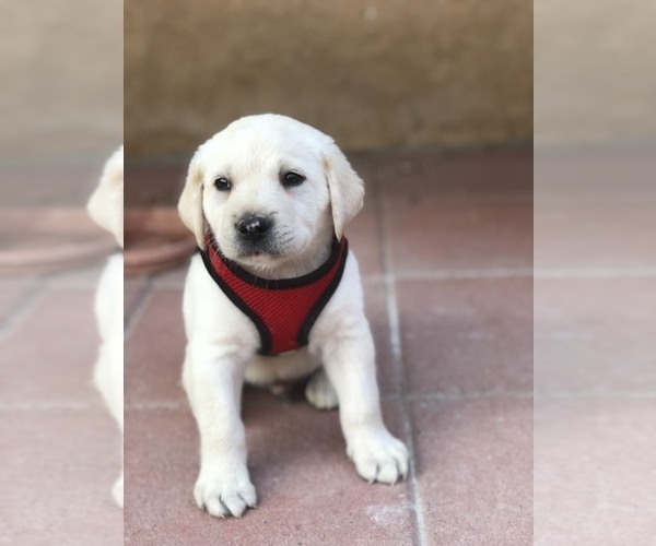 Medium Photo #3 Labrador Retriever Puppy For Sale in MORENO VALLEY, CA, USA